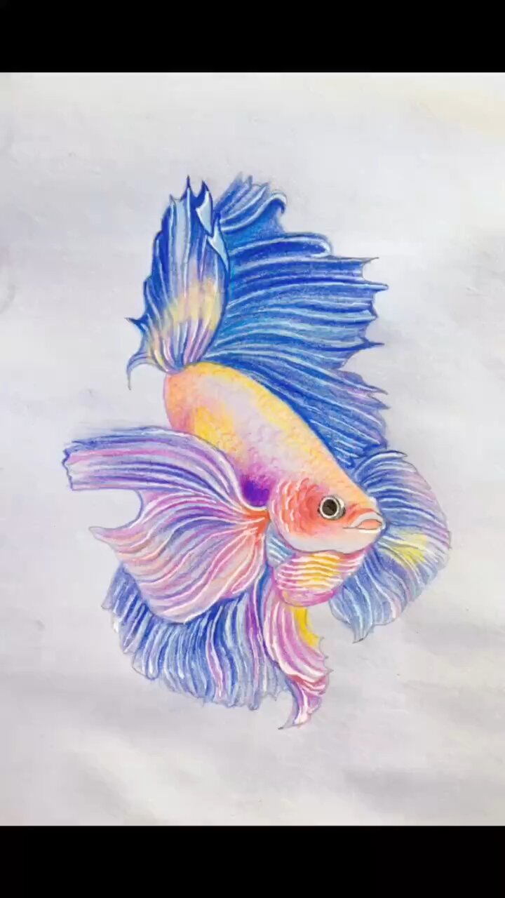 彩铅孔雀鱼