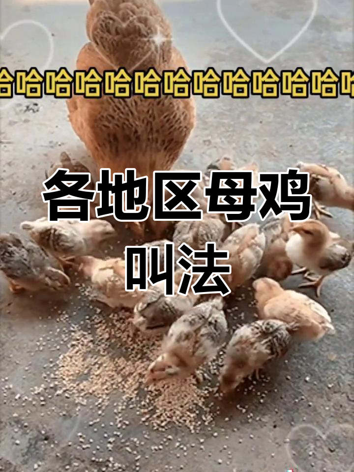 各地母鸡叫声大不同