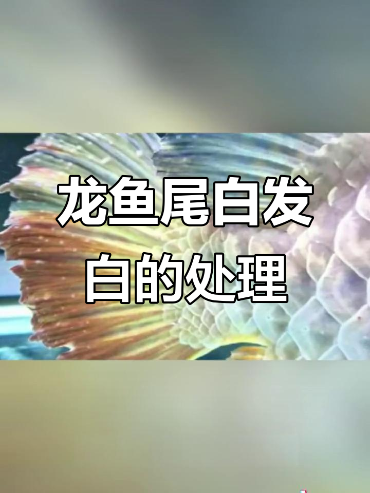 龙鱼尾巴发白的原因及治疗方法