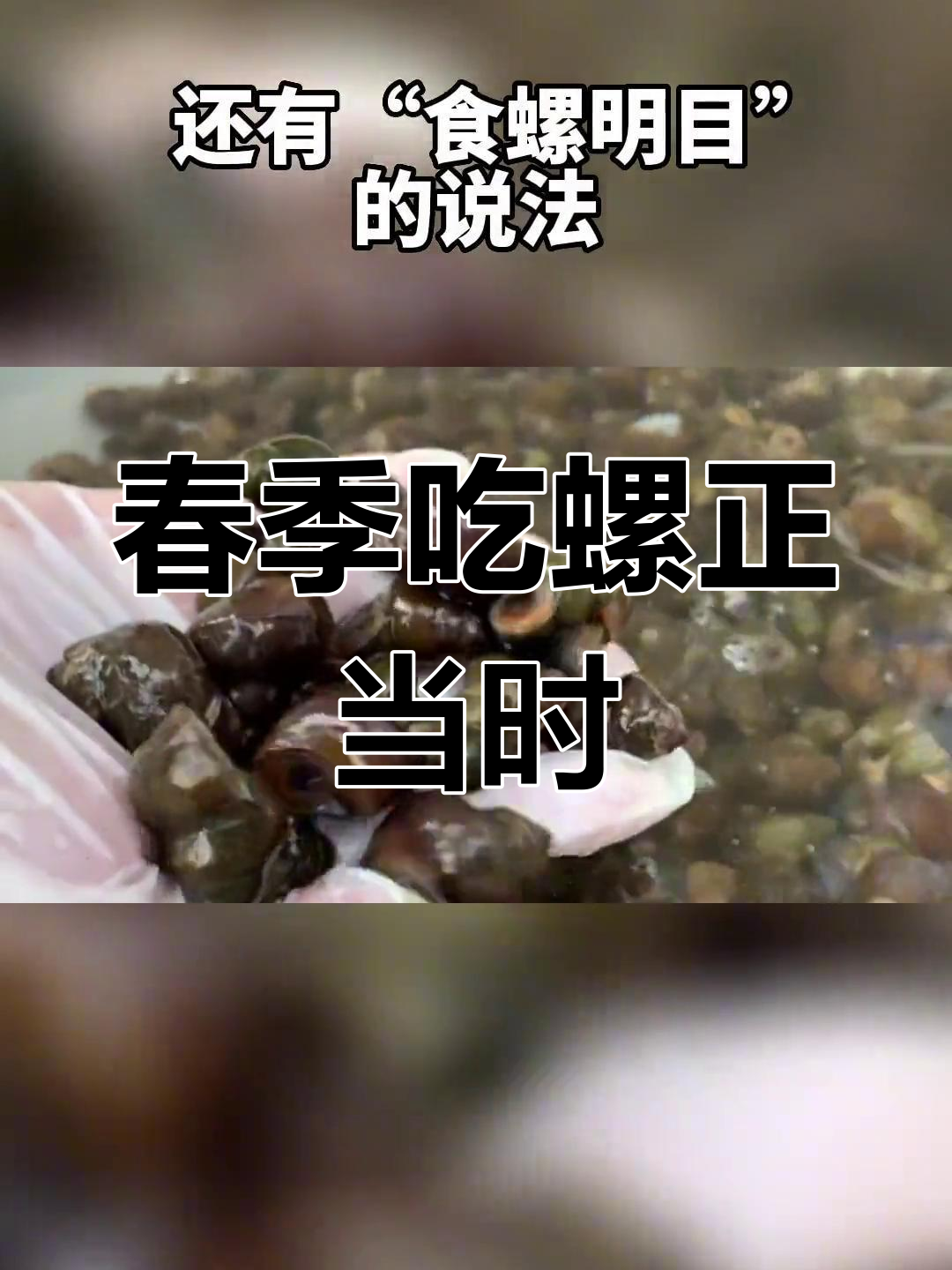 清明时节,螺肉鲜美营养丰富,别错过这个美味时机!
