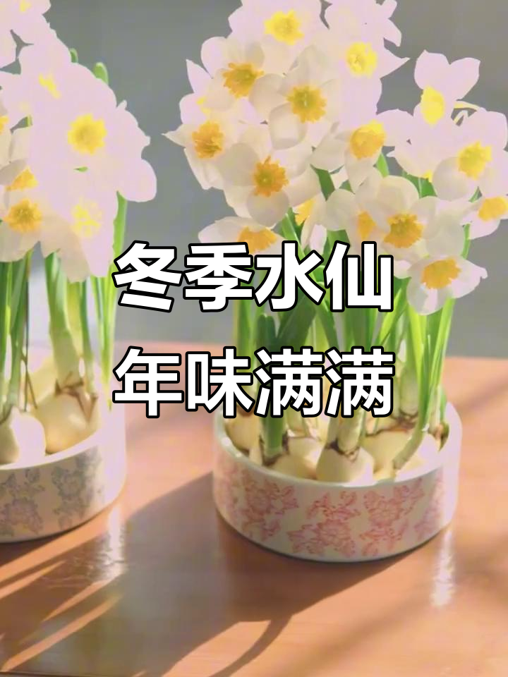 水仙花带来冬日雅致,香气弥漫的年味时光