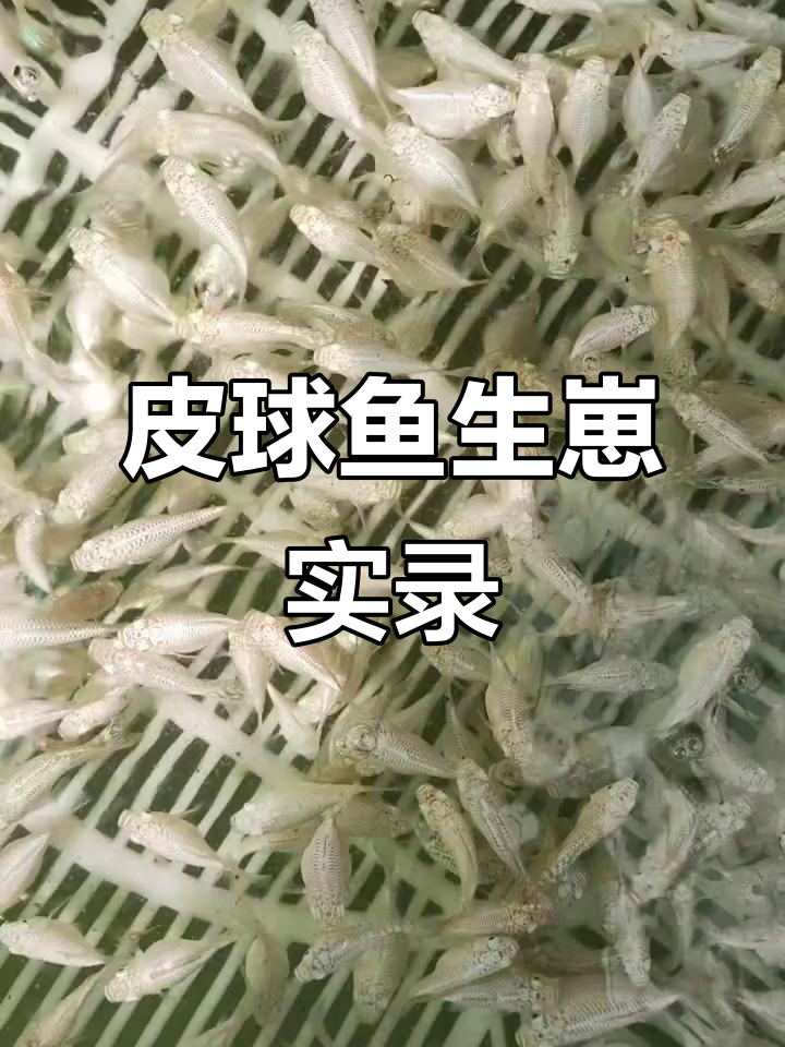 皮球鱼肚子爆崽,1万+小鱼诞生全过程