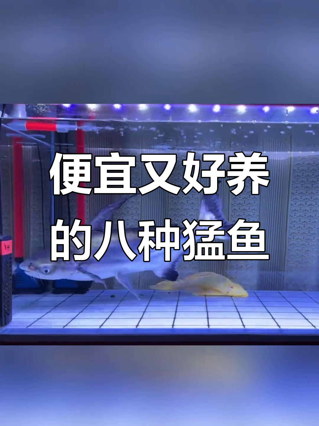 八大猛鱼推荐,成吉思汗鲨等美味鲶鱼上榜