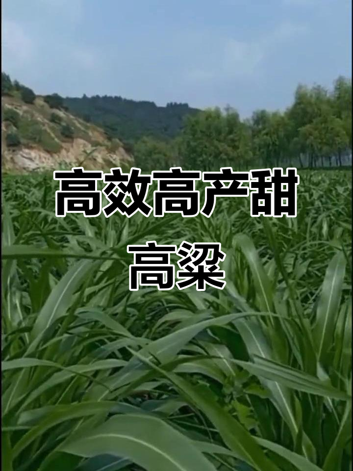 高产甜高粱牧草种子,南北皆宜,牛羊饲料必备