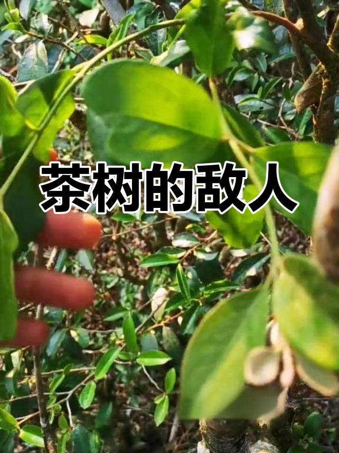 鸡心草寄生茶树,吸取养分需清除