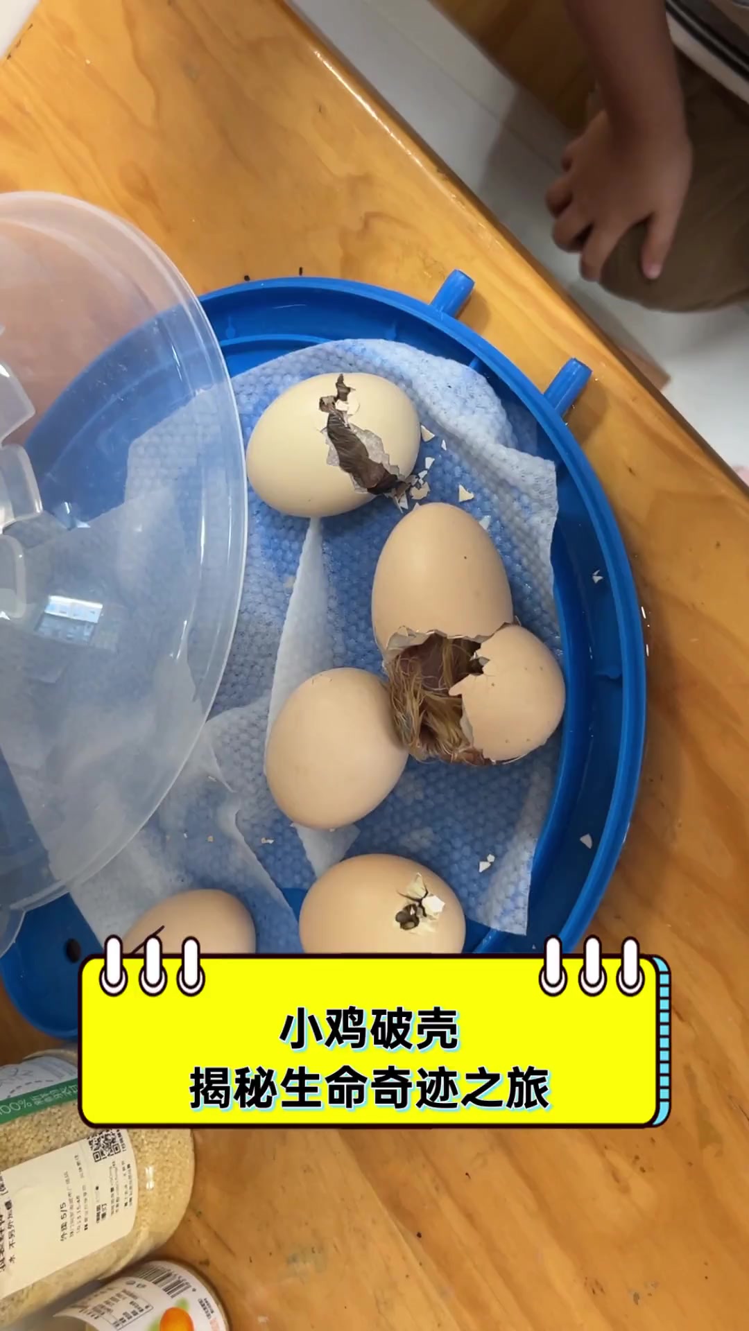 小鸡破壳,揭秘生命奇迹之旅