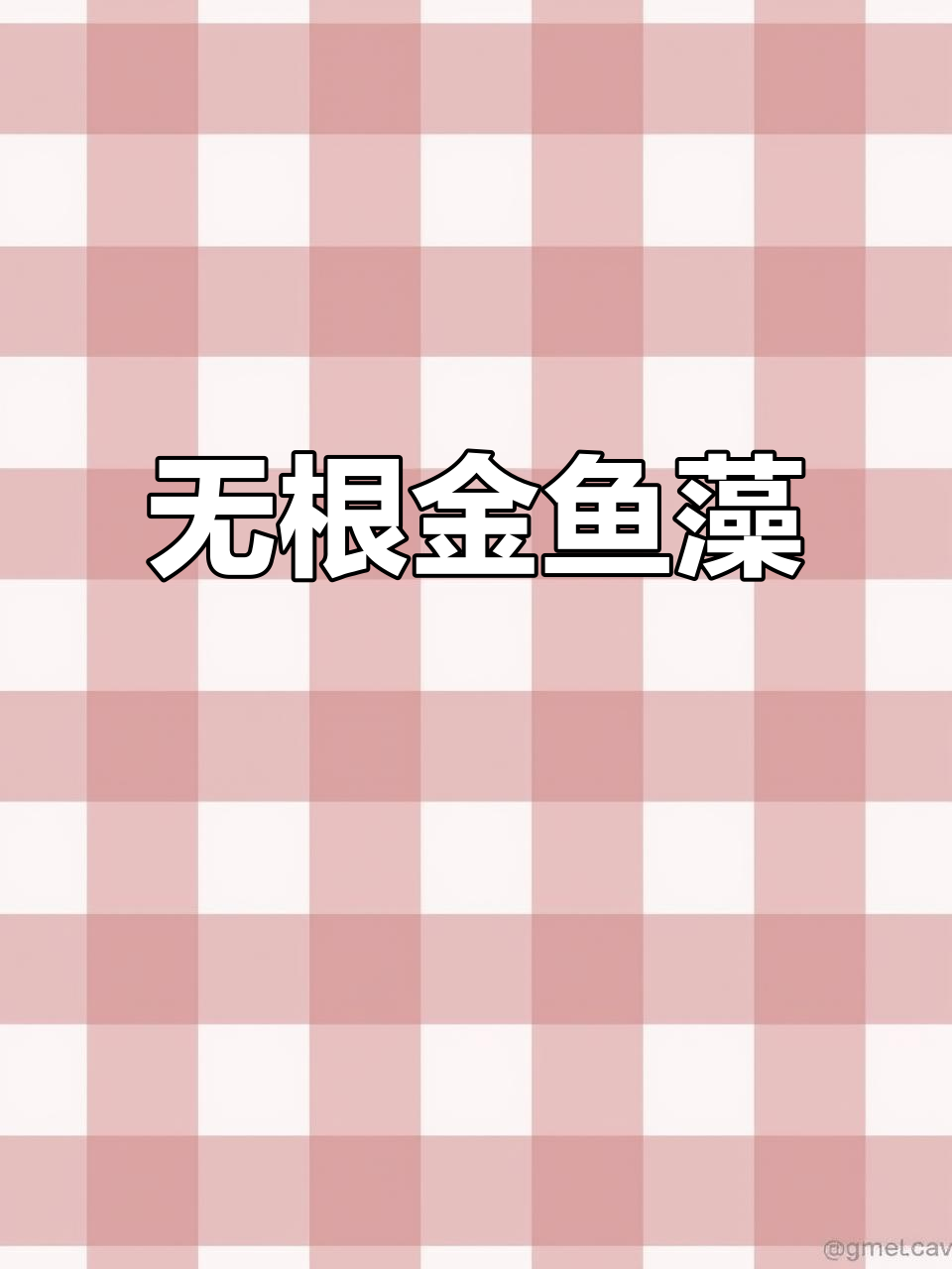 金鱼藻:无根沉水植物,净化水质小能手