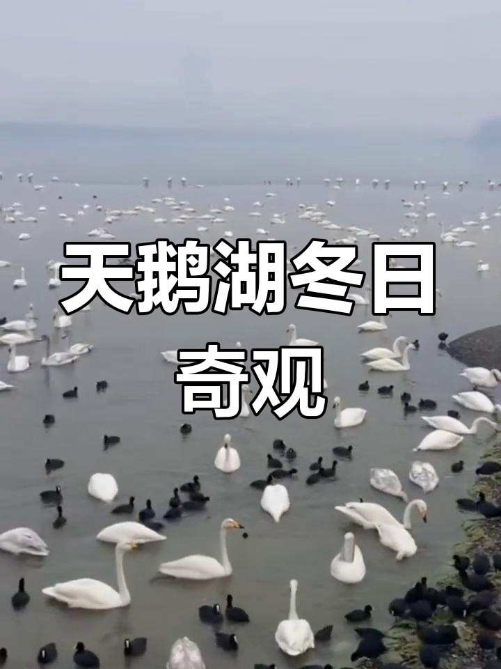 冬季来三门峡,天鹅湖美景让你陶醉