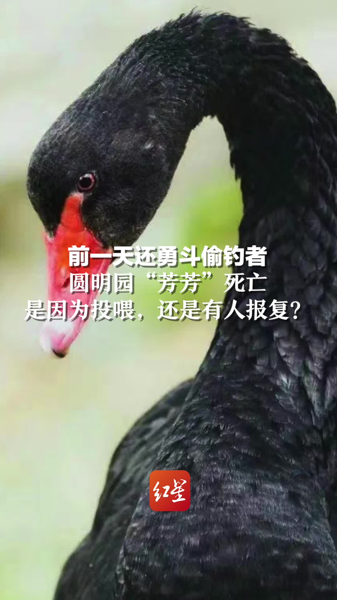 前一天还勇斗偷钓者!圆明园“芳芳”死亡,是因为投喂,还是有人报复?