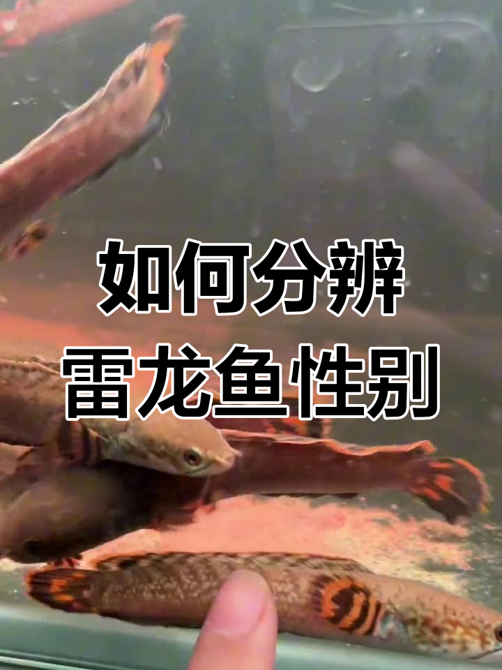 雷龙鱼公母辨别技巧:体型与特征对比
