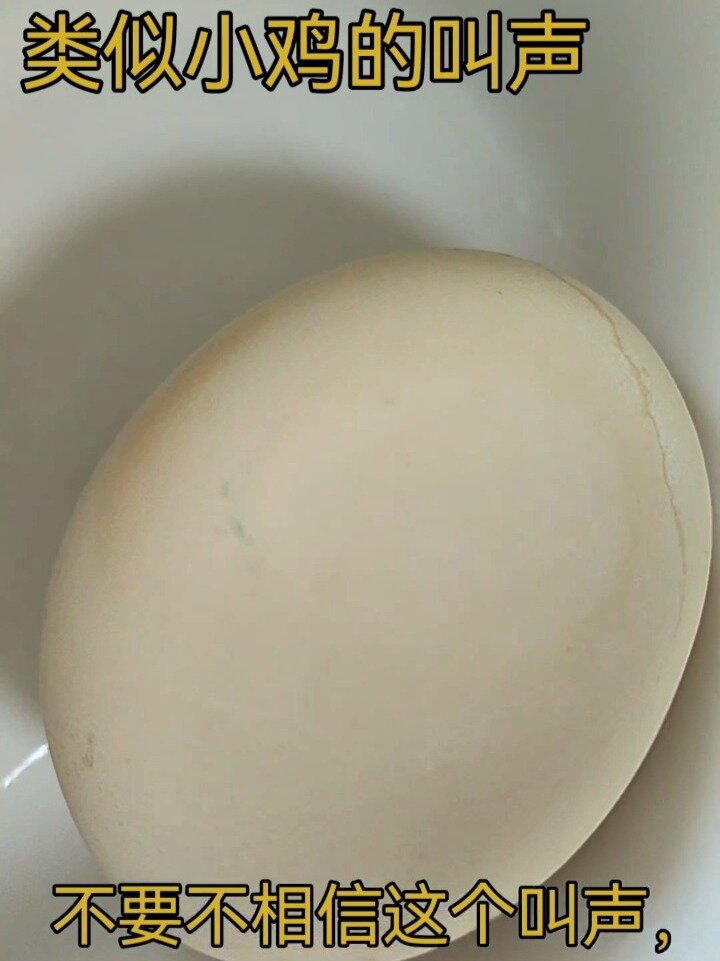 奇闻:煮熟的鸡蛋里传来了小鸡的叫声!