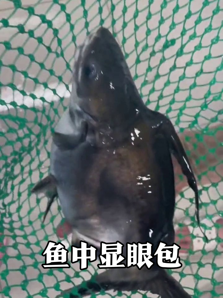 鱼中显眼包！网兜里疯狂瞪眼张嘴挣扎表情包