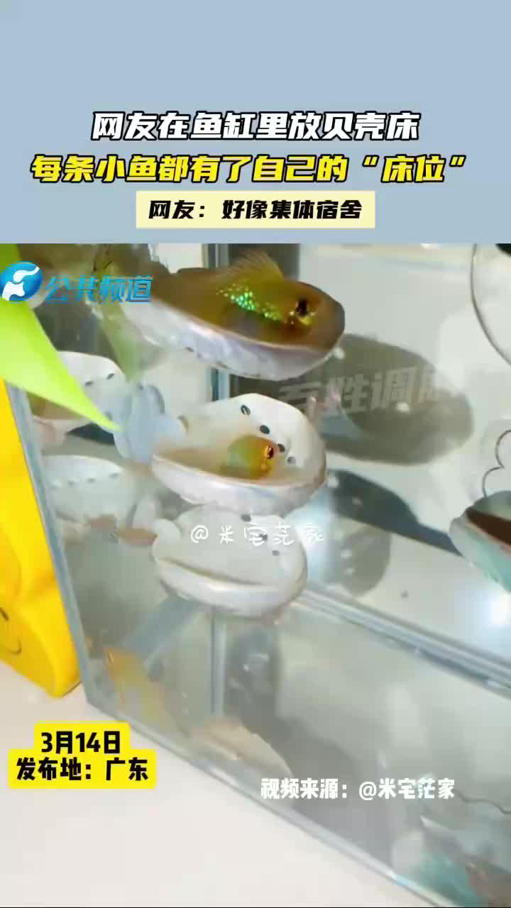 网友在鱼缸里放贝壳床,每条小鱼都有了自己的“床位”