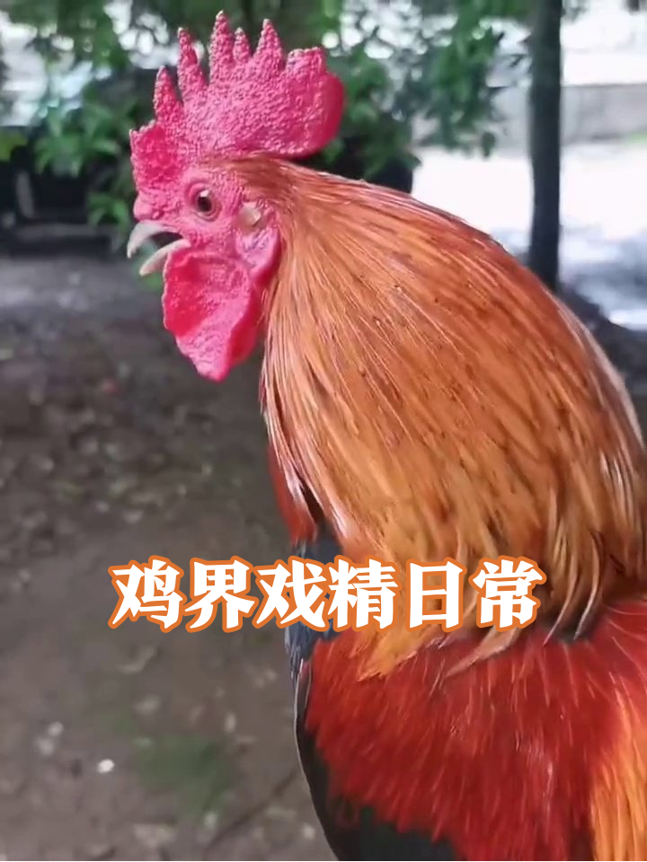 公鸡耍帅遭母鸡嫌弃,鸡群互怼鸡毛满天飞