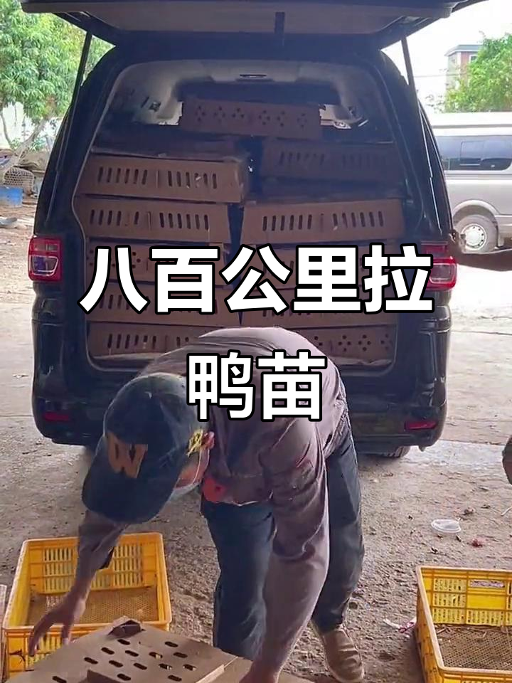养殖户亲自驾车800公里,只为挑选优质白帆鸭苗