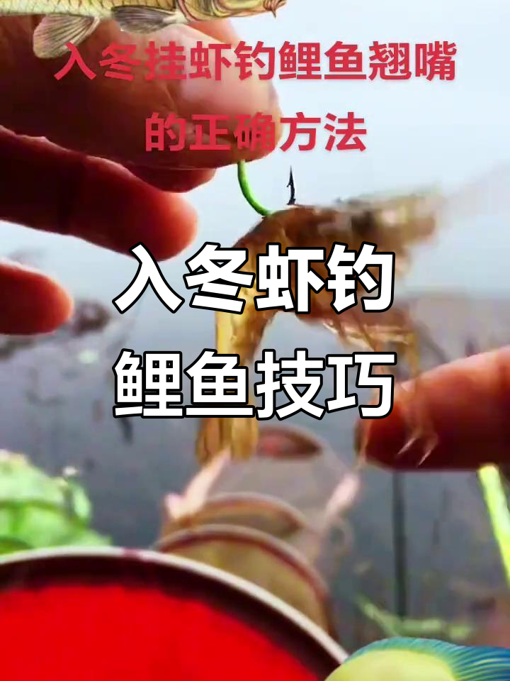 冬季钓鱼技巧:如何用虾钓鲤鱼和翘嘴,步骤全解析