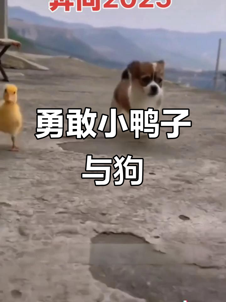小鸭子和小狗奔跑,勇敢面对未来!