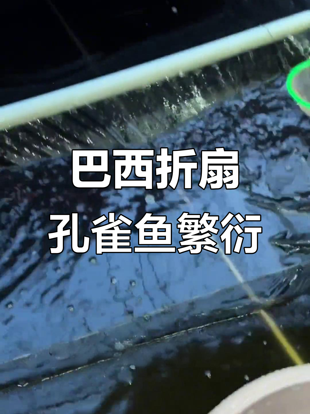 巴西褶扇孔雀鱼繁殖全过程，短式巴一整战精彩瞬间