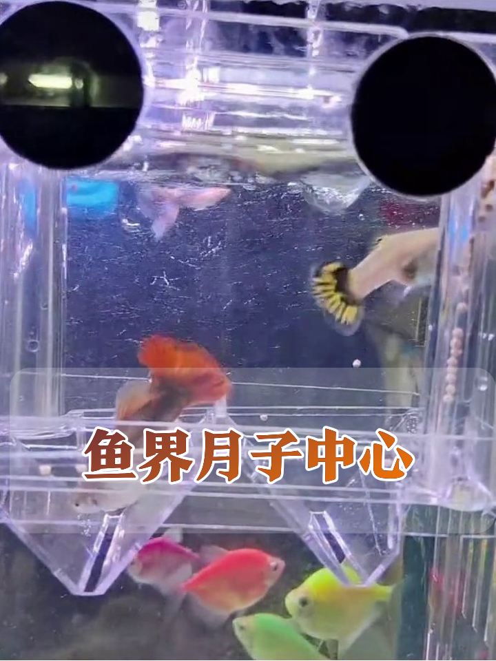 隔离盒秒变鱼界月子中心,孔雀鱼大姐尾巴翘上天