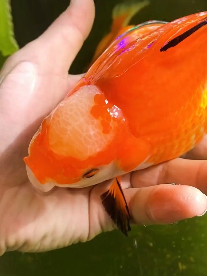 给大家说一下金鱼产卵怎么办