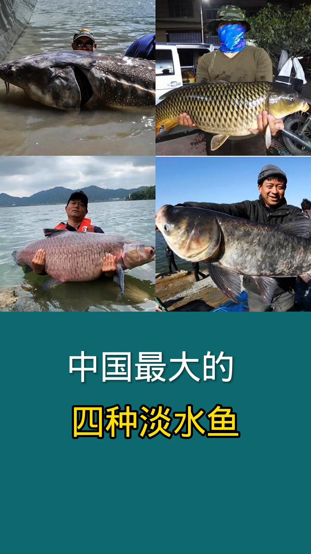 中国最大的几种淡水鱼