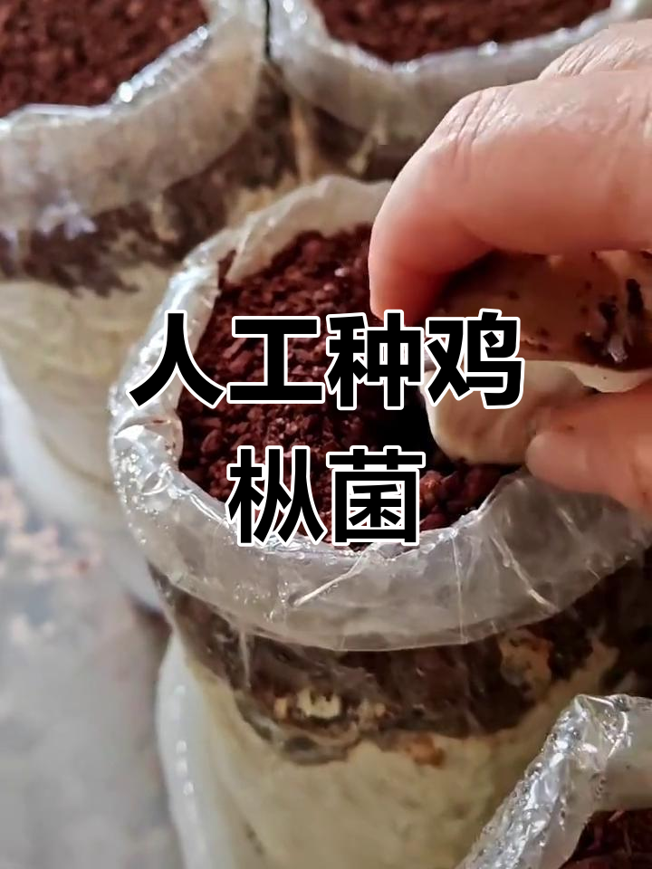 人工种植鸡枞菌,十年涨价十倍,长根菇如何高效产出?