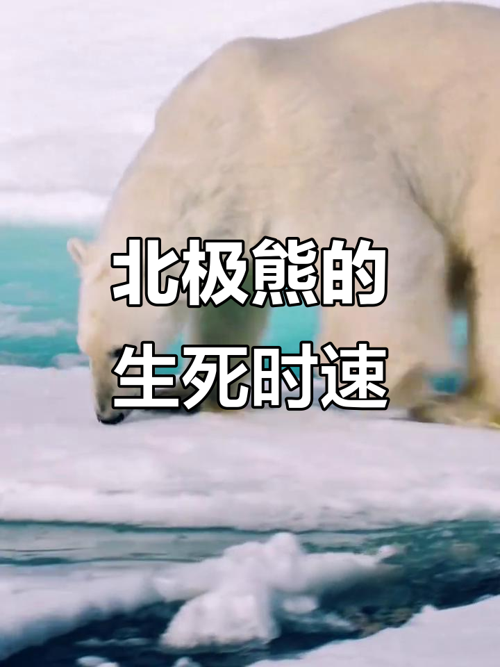 北极熊:从顶级掠食者到濒危物种,生存危机重重