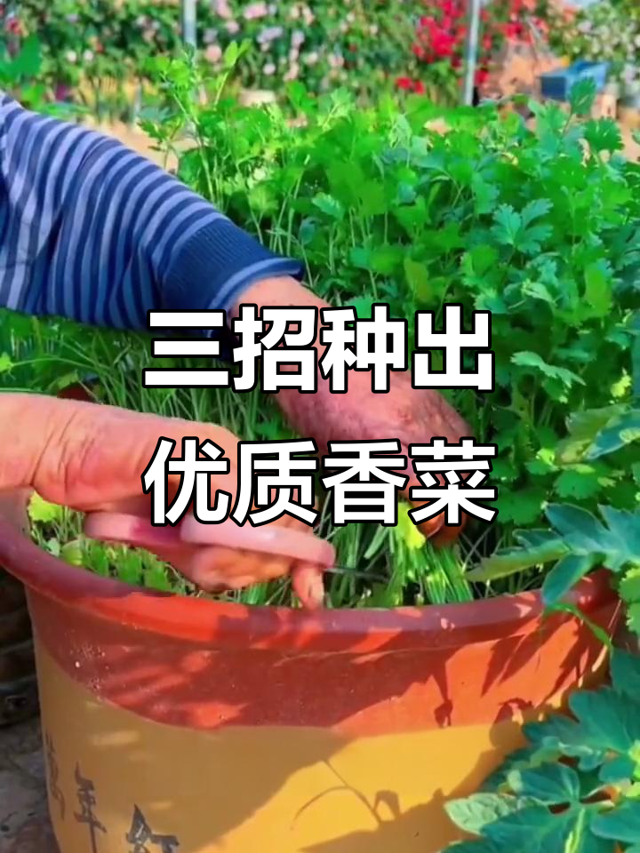 夏季香菜种植技巧,掌握这三点让香莱长得又快又好