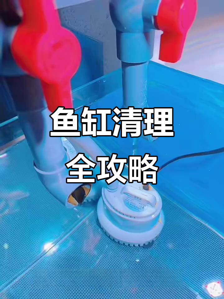 给鱼缸彻底大扫除,清洗水泵和棉过滤