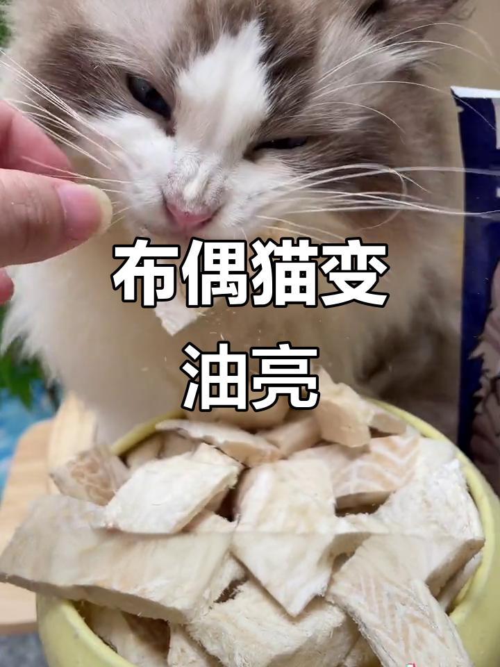 捡到被放生的布偶猫,吃深海鳕鱼冻干后变化惊人