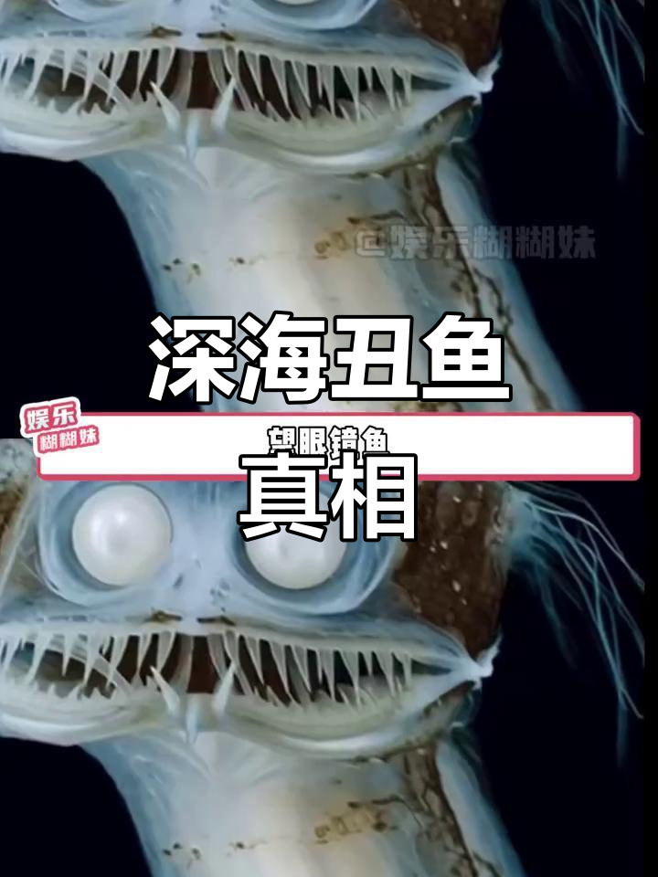 深海里的“丑鱼”大赏，女娲的废品站？