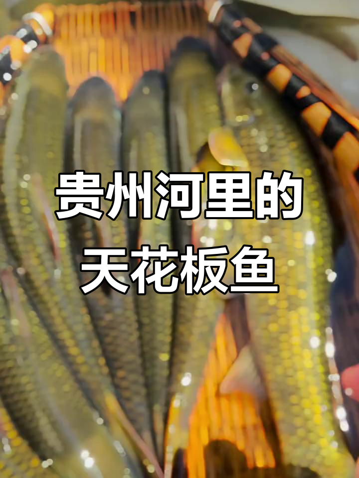 贵州河里隐藏的神奇鱼类,看看你认识几种?