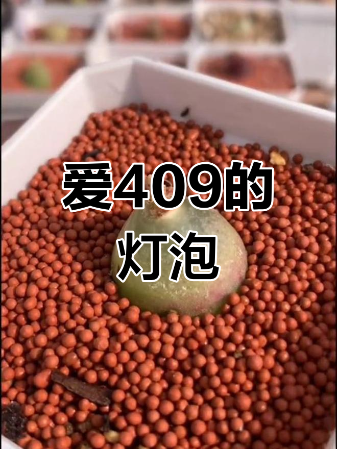 灯泡多肉植物,春秋开花