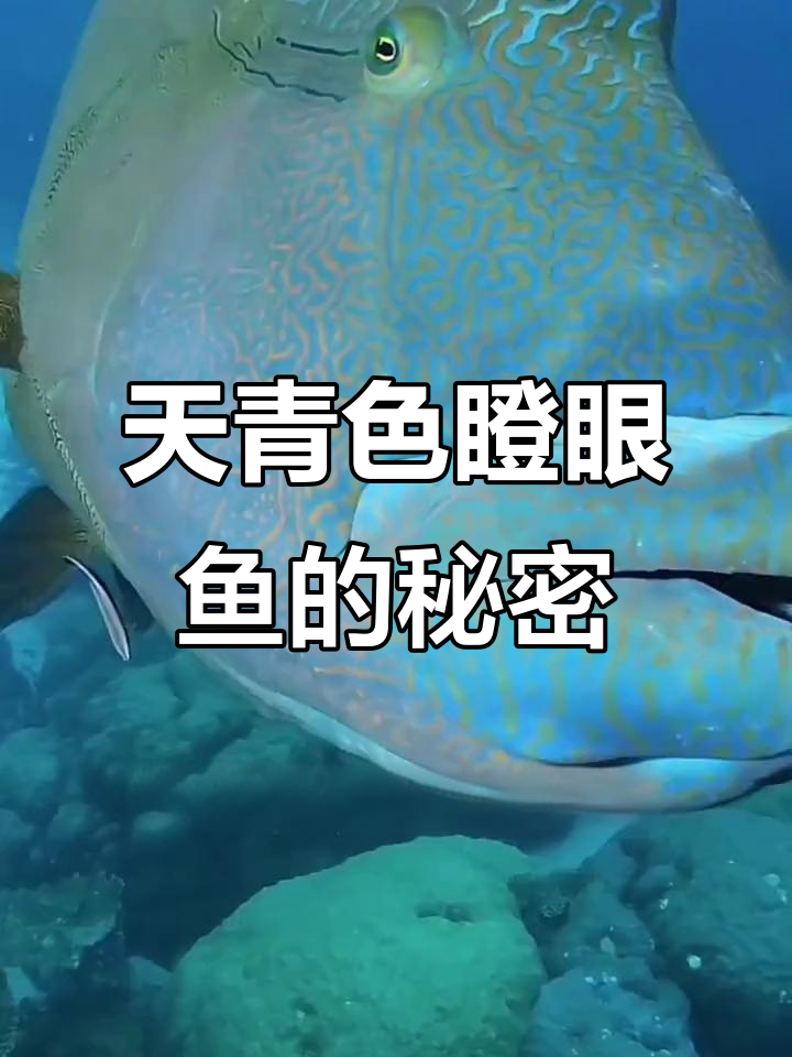 苏眉鱼:从天青色瞪眼到变性,神奇海底生物揭秘