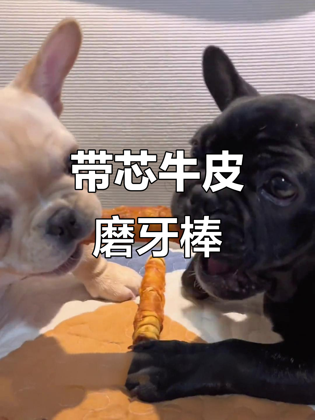 这款带夹心的牛皮卷,狗狗啃到停不下来!