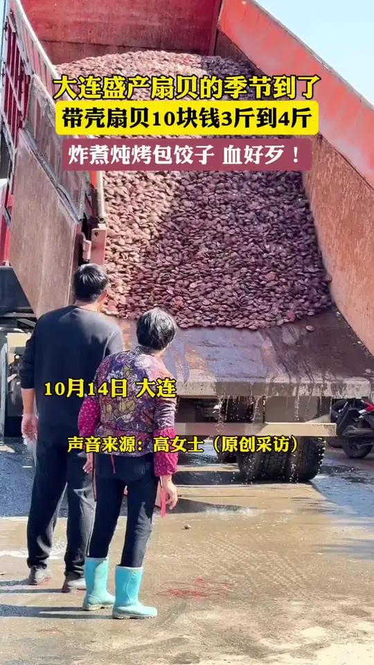 大连盛产扇贝的季节到了(原创采访,来源)