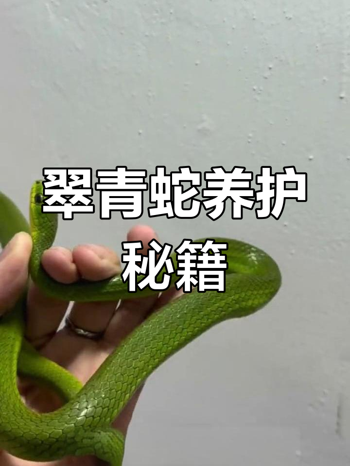 翠青蛇饲养全攻略:如何避免常见问题,安全养殖无毒宠物