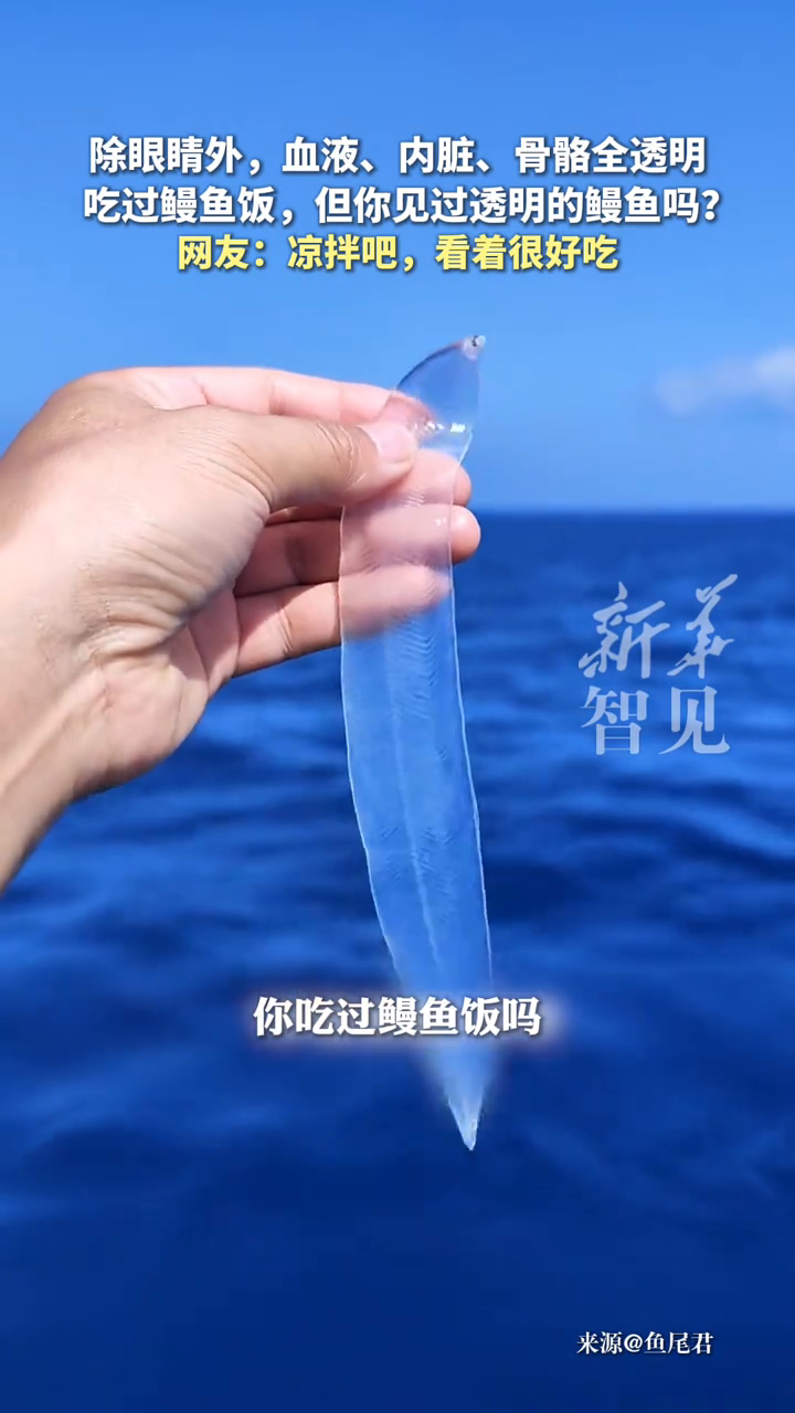 吃过鳗鱼饭,但你见过透明的鳗鱼吗?网友:凉拌吧,看着就很好吃