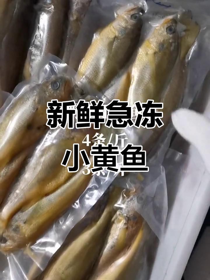 新鲜急冻野生小黄鱼,规格多样,海鲜原产地直供