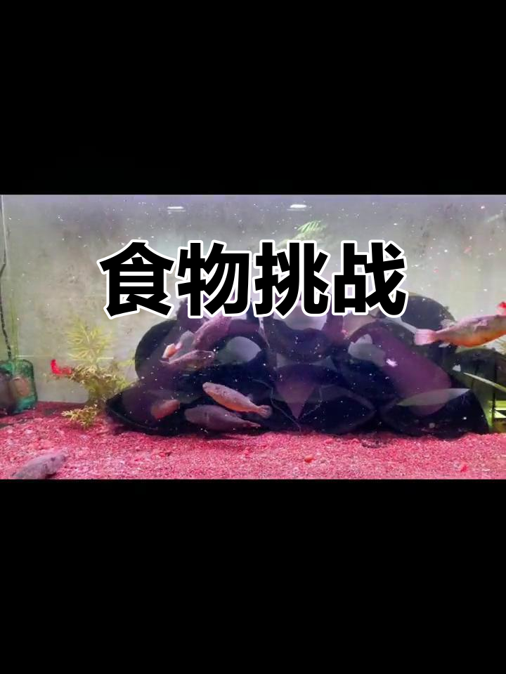 迷你鹦鹉繁殖,鱼食与人粮能否双赢?