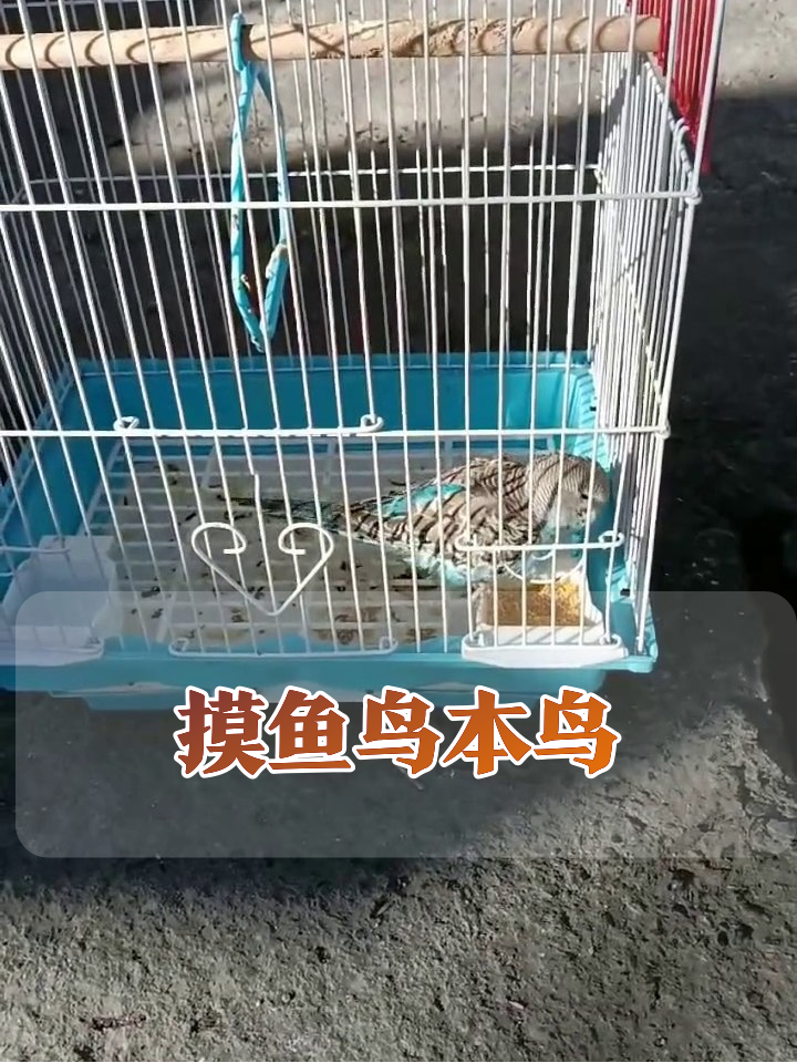虎皮鹦鹉摸鱼实录:饲料就在眼前,动一下算我输