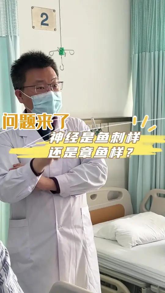 神经从神经根发出来,是鱼刺样还是章鱼样结构