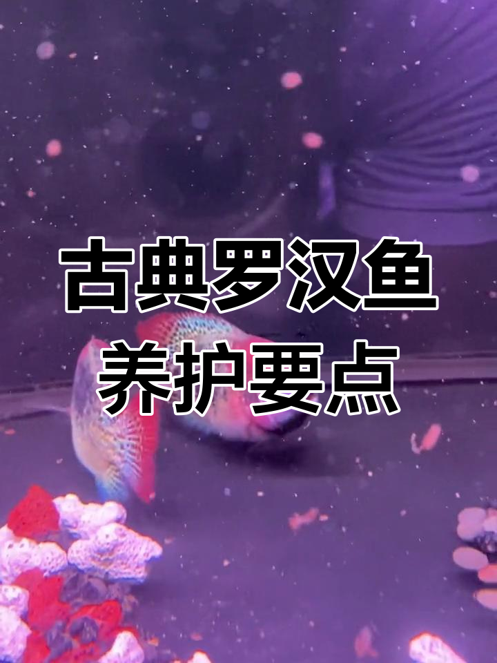 古典罗汉鱼饲养技巧:如何保持水质与温度