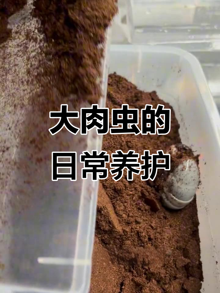 宠物大肉虫的成长与洗澡日常，吃得超好！