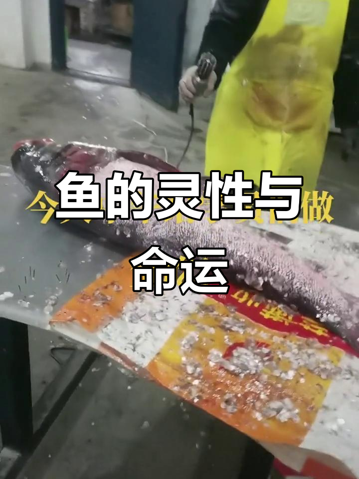 鱼也有灵性,今天亲眼见证了它的制作过程,以后还能吃吗?