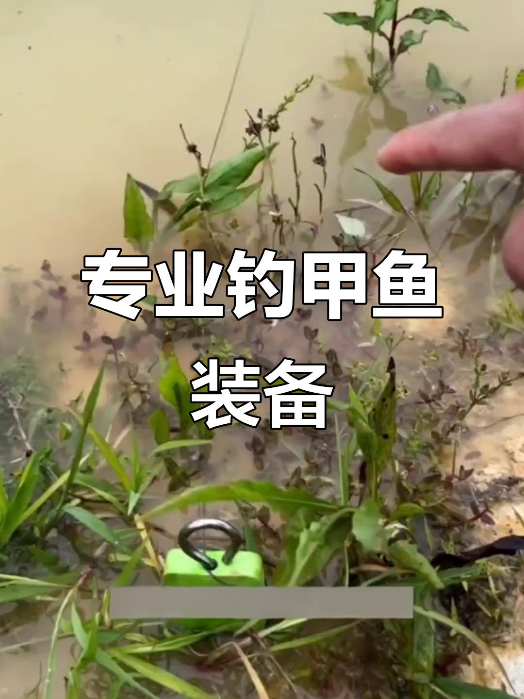 夏季钓甲鱼必备工具,猪肝诱饵轻松捕捉