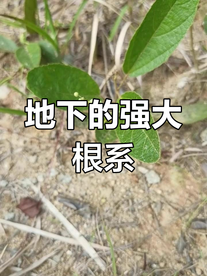 鸡骨香的神奇根茎结构