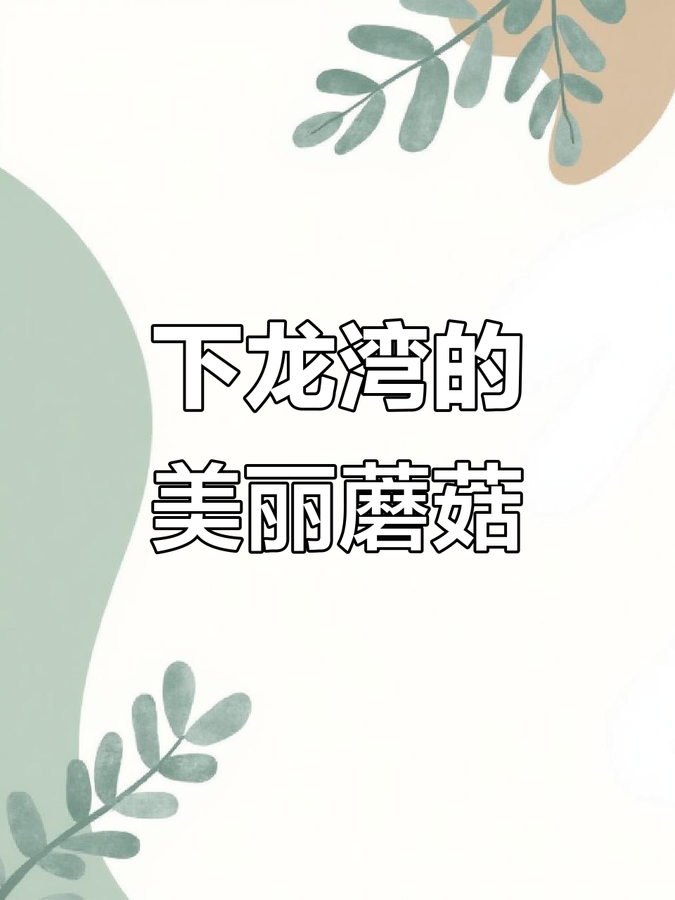 越南下龙湾野生蘑菇大揭秘,竟然有这么多种类!