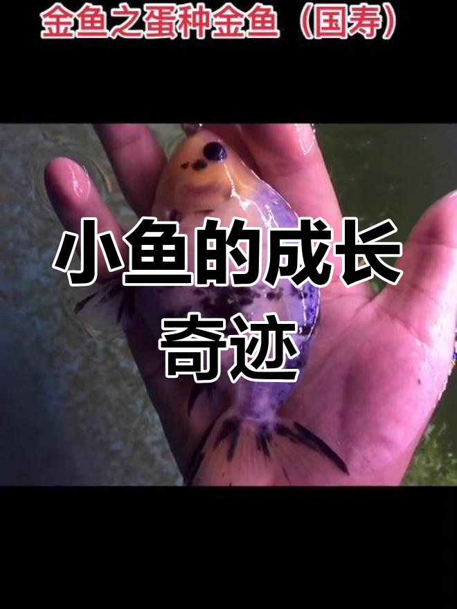 两个月内,小鱼长成15厘米大鱼,墨色愈发浓烈