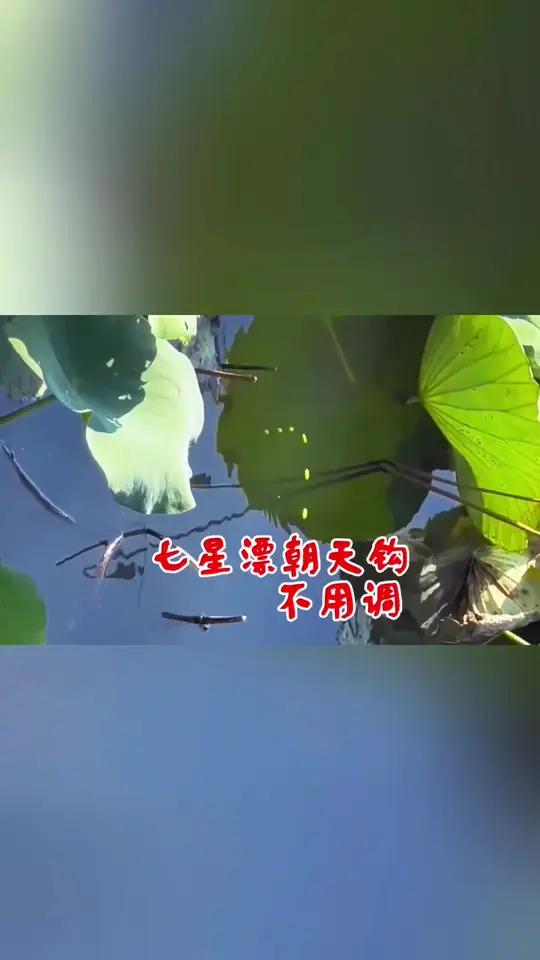 冬季野钓,七星漂朝天钩,不用调